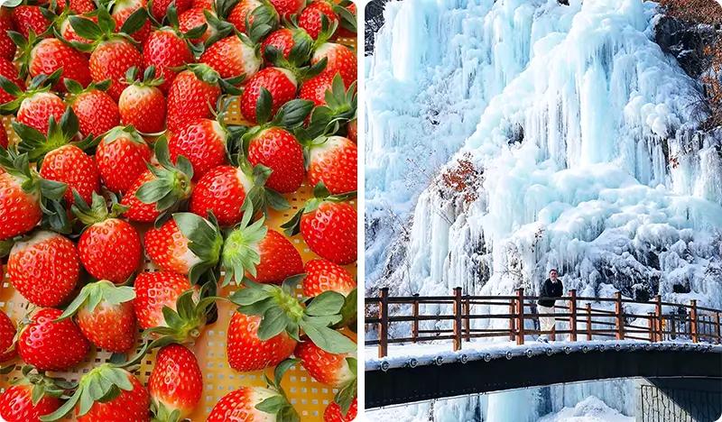 Strawberry Picking + Eobi Ice Valley (+ Nami Island/ Snow Sledding/ Garden of Morning Calm/ Rail Bike/ Petite France) 1 Day Tour - main view