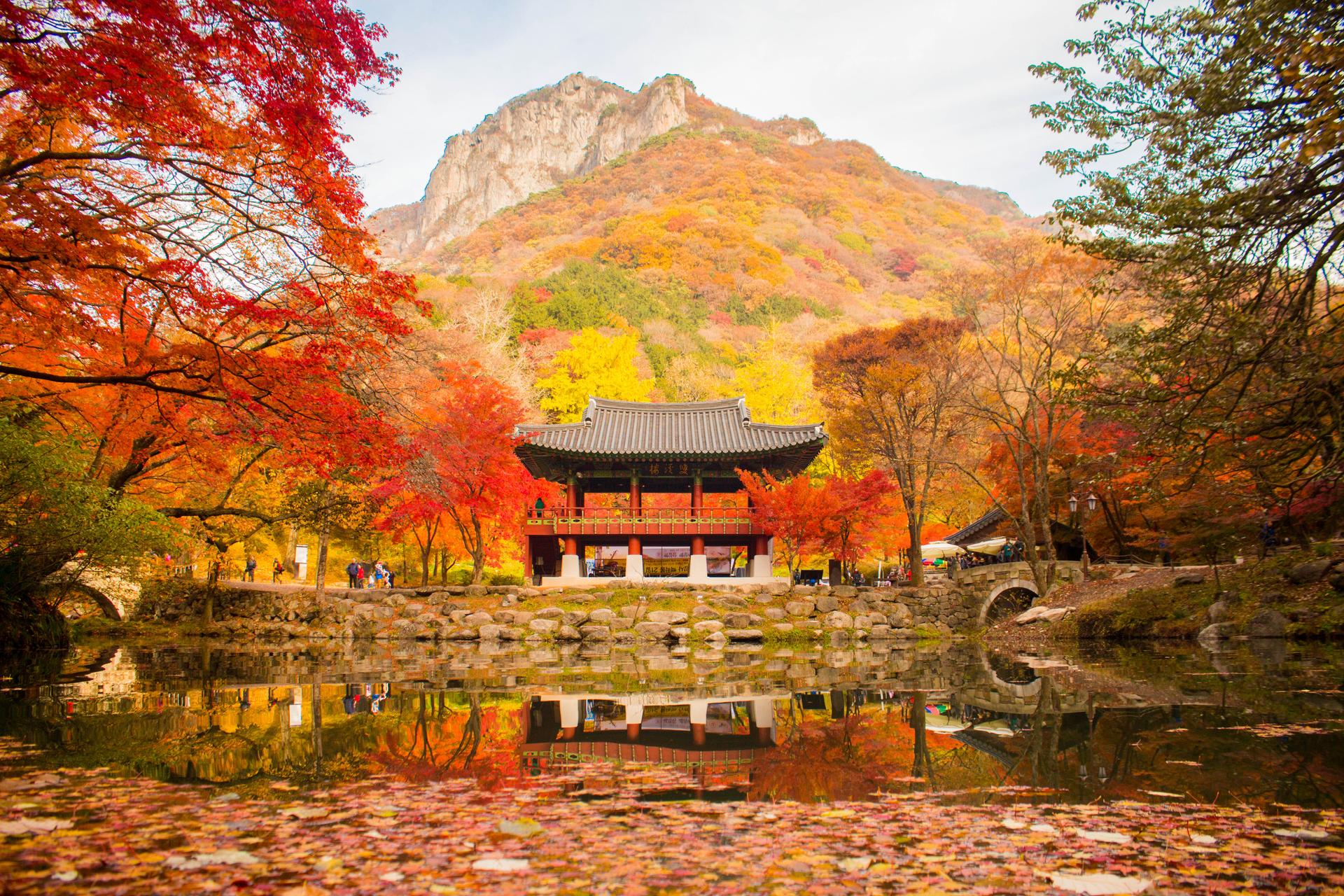 Discover Korea's Fall Beauty: Top 2026 Autumn Foliage Tours