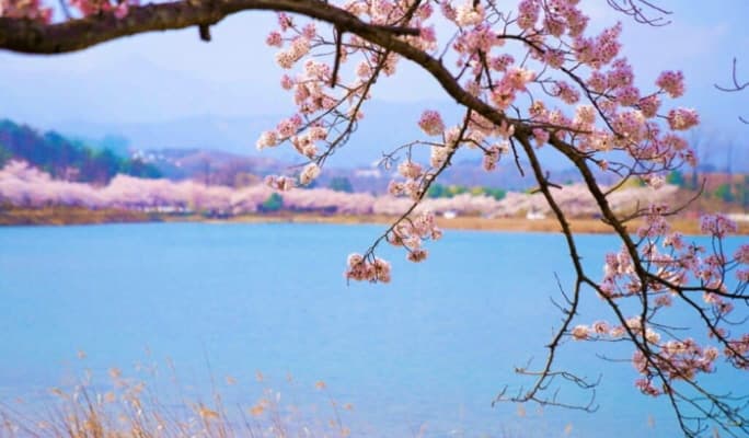Spring Special: Gangwondo Cherry Blossom 1 Day Tour from Seoul (Apr 5~12) - main view