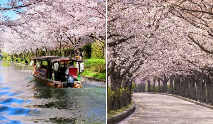 Spring Special: Kyoto Fushimi Jikkokubune Canal Boat & Sewaritei & Yawaragi Road Cherry Blossom Tour from Osaka/Kyoto (Mar 22~Apr 13) - main view