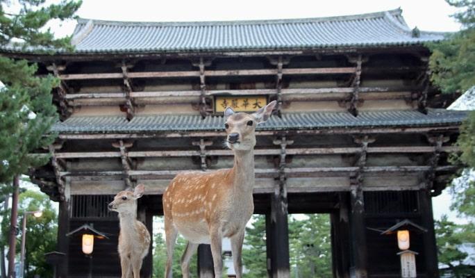 Nara Park Tour - English Guided Sightseeing Bus - main view