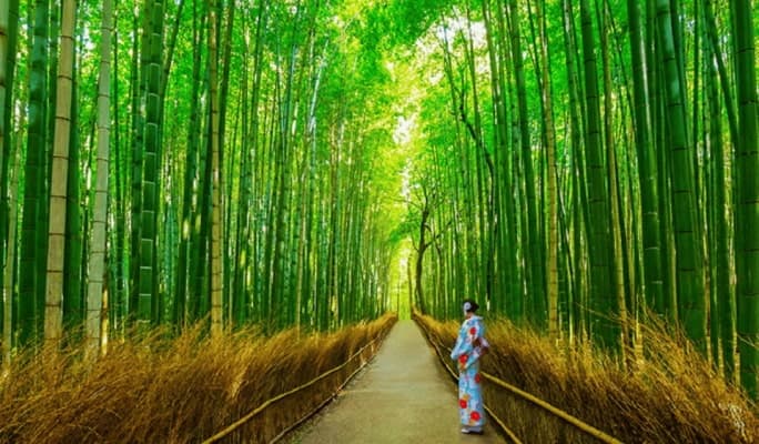 Kyoto Sanzenin & Arashiyama & Bamboo Forest & 1 Day Tour from Osaka/Kyoto - main view