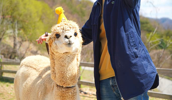 Alpaca World Discount Ticket - main view