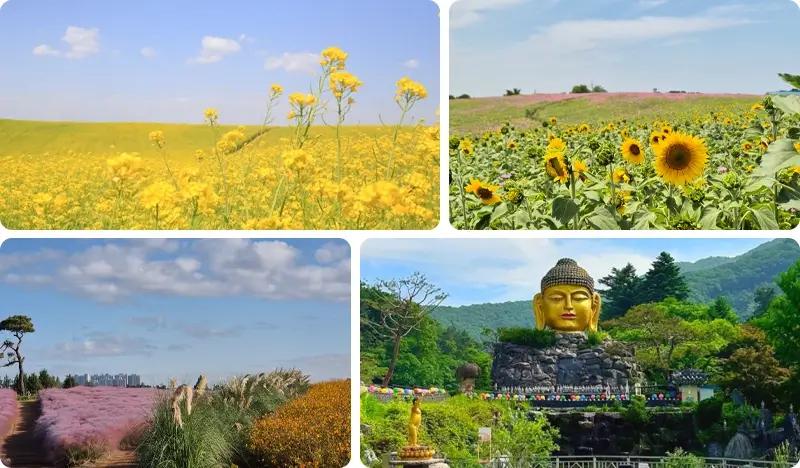 Anseong Farmland Flower Festival & Waujeongsa Temple 1 Day Tour - from Seoul