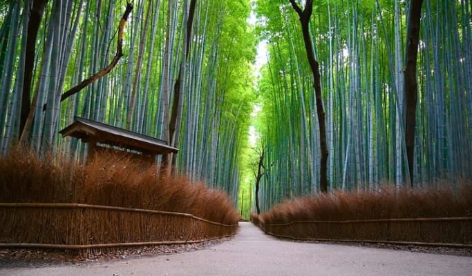 Kyoto Arashiyama 1 Day Private Tour - main view