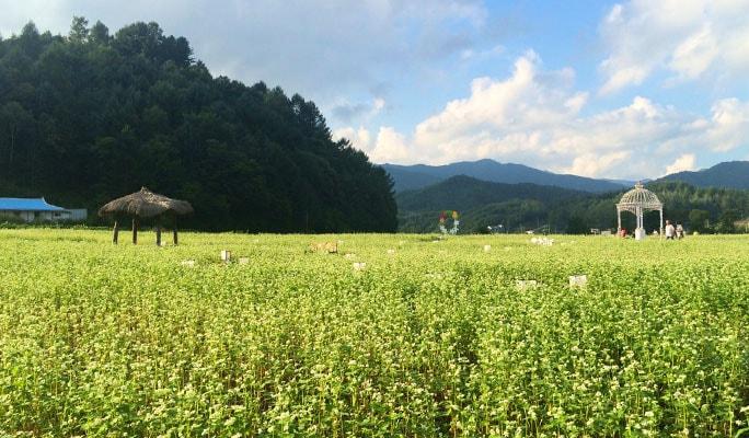 Bongpyeong Buckwheat Flower Festival & Pyeongchang Zinnia Festival 1 Day Tour (Sep 4~15) - main view