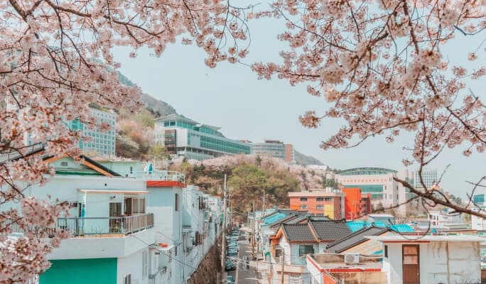 Spring Special: Busan Cherry Blossom 1 Day Tour (Mar 24~Apr 7) - main view