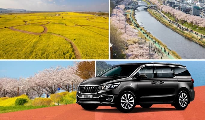 Spring Special: Busan Cherry Blossom & Canola Flower 1 Day Private Tour - from Busan (Mar 21~Apr 13) - main view