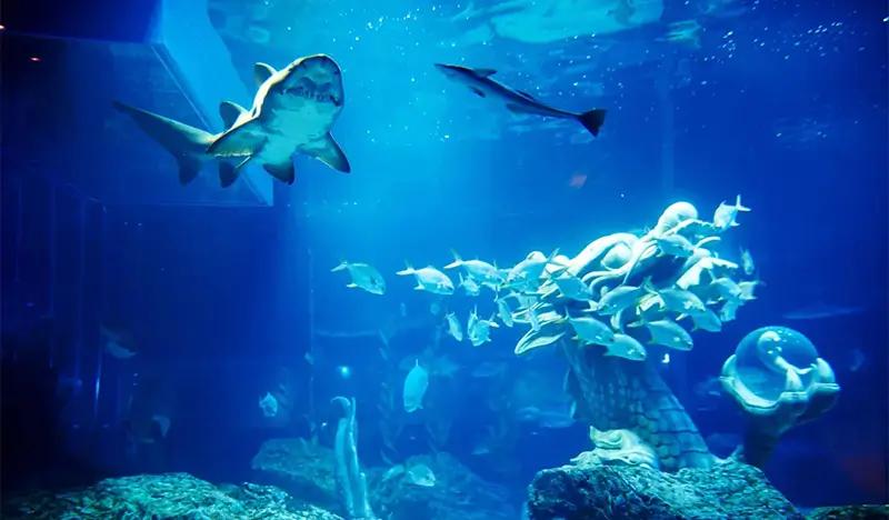Sea Life Busan Aquarium Discount Ticket - main view