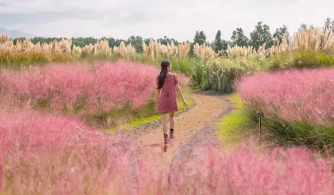 Camellia Hill Jeju Discount Ticket - main view