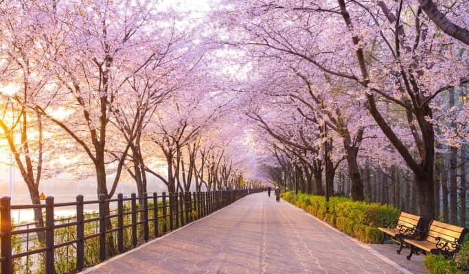 Spring Special: Cherry Blossom 1 Day Tour (Seoul ↔ Vicinities, Apr 2~17) - main view