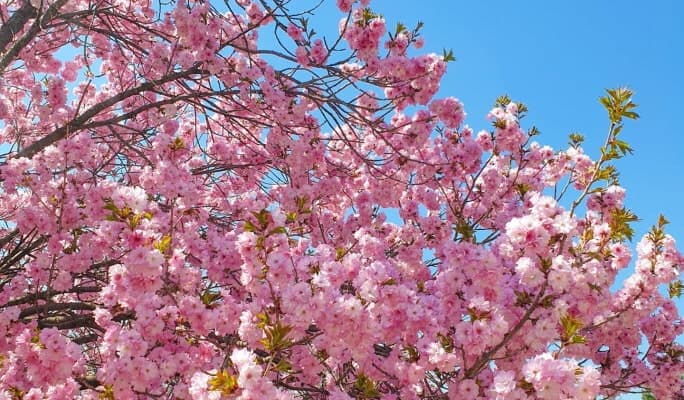 Spring Special: Cherry Blossom Hunting 1 Day Tour - from Seoul (Mar 29~Apr 29) - main view