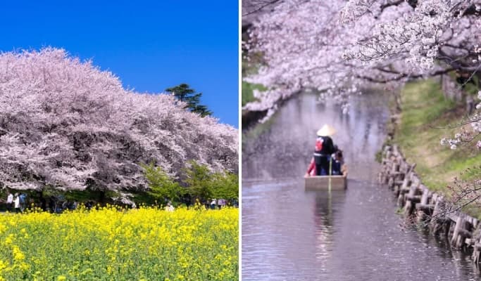Spring Special: Gongendo Sakura Park & Kawagoe Koedo & Mitsui Outlet Cherry Blossom Tour from Tokyo (Mar 25~Apr 15) - main view