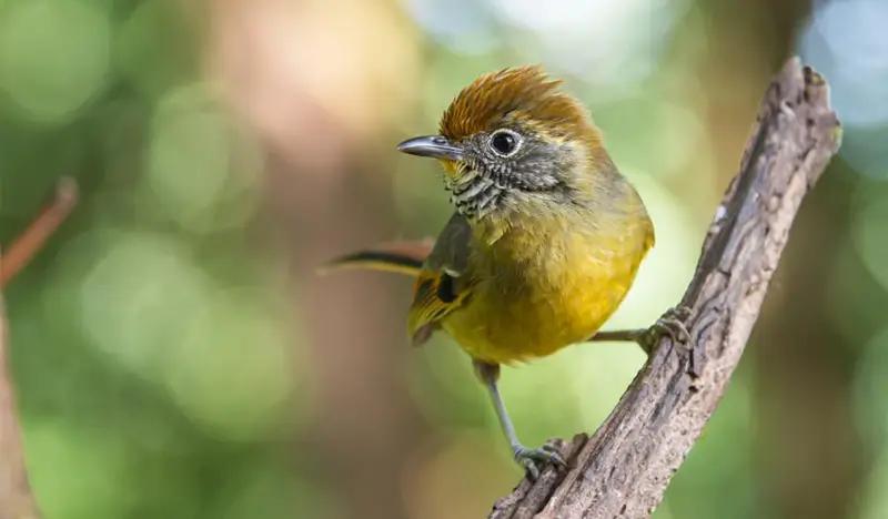 Doi Inthanon National Park Bird Watching 1 Day Tour (+ Lunch) (+ Hotel Transfer) - from Chiang Mai - main view