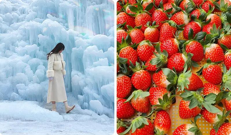 Chilgapsan Ice Fountain Festival & Cheonjangho Suspension Bridge at Cheongyang Alps Village (+ Winter Activities/Strawberry Picking)