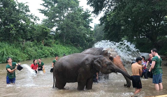 Chiang Mai Elephant Sanctuary Visit: Bathe, Swim & Hand Feed Elephants (Half Day / Full Day) - main view
