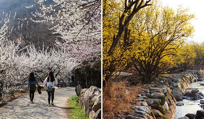 Spring Special: Gwangyang Plum Blossom (Maehwa) & Gurye Sansuyu Festival - from Busan (Mar 10~21) - main view