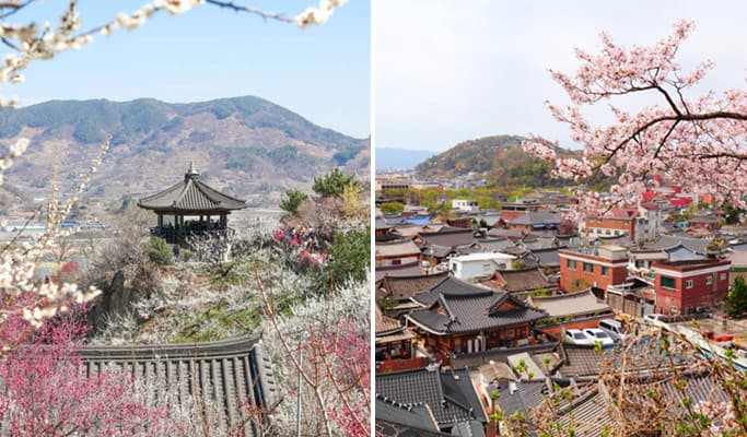 Spring Special: Gwangyang Plum Blossom (Maehwa) Festival & Jeonju Hanok Village 1 Day Tour - from Seoul (Mar 10~21) - main view