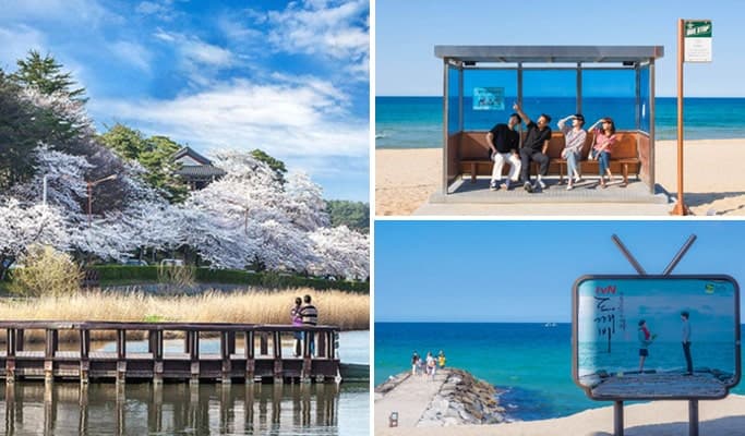 Spring Special: Gyeongpo Lake Cherry Blossom Festival & Jumunjin Beach BTS Bus Stop 1 Day Tour - from Seoul (Apr 5~15) - main view