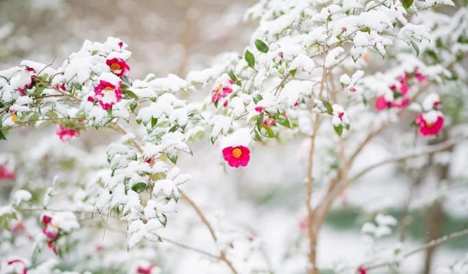 Hallim Park Jeju Entrance Ticket - main view