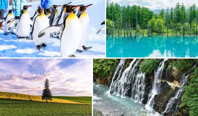 Hokkaido Asahiyama Zoo + Biei Blue Pond + Shirahige Waterfall + Christmas Tree 1 Day Tour from Sapporo - main view