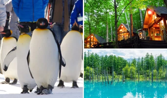 Hokkaido's Seasonal Best: Asahiyama Zoo + Ningle Terrace (+ Biei Blue Pond/ Shirahige Waterfall/ Shikisai-no-oka) 1 Day Tour from Sapporo - main view
