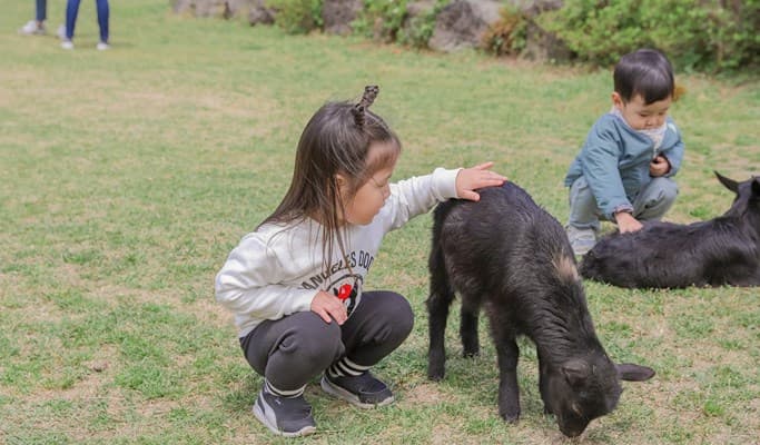 Jeju Sheep Farm Entrance Ticket - main view