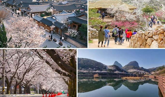 Spring Special: Jeonju Hanok Village & Gwangyang Plum Blossom/ Donghaksa Temple/ Maisan Mountain Cherry Blossom Festival - from Seoul (Mar 14~Apr 18) - main view