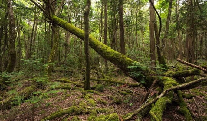 Mt. Fuji Aokigahara Jukai Forest 6-hour Private Tour with Licensed Guide by Public Transportation - main view
