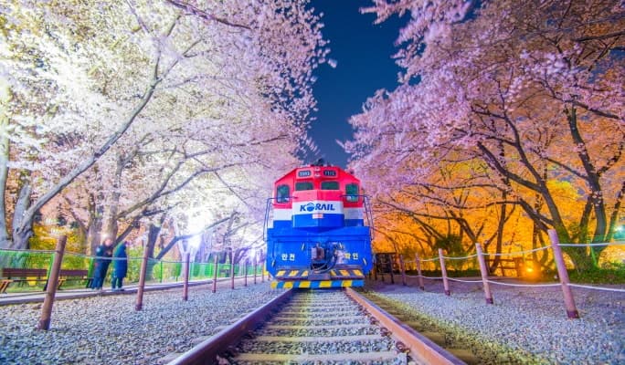 Spring Special: Jinhae Cherry Blossom Festival Evening Tour - from Busan (Mar 28~Apr 6) - main view