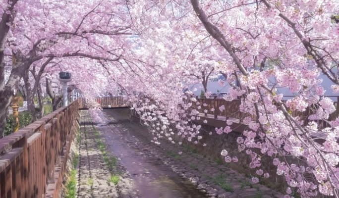 Spring Special: Jinhae Cherry Blossom 1 Day Tour (+ Transfer option) - from Seoul/Busan (Mar 22~Apr 7) - main view