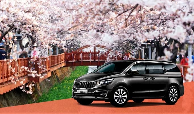 Spring Special: Jinhae Cherry Blossom Festival Private Tour - from Seoul  (Mar 29~Apr 6) - main view