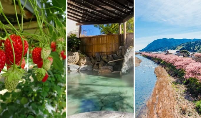 Spring Special: Kawazu Cherry Blossom & Strawberry Picking & Shuzenji Hot Spring Tour from Tokyo (Feb 1~Apr 9) - main view