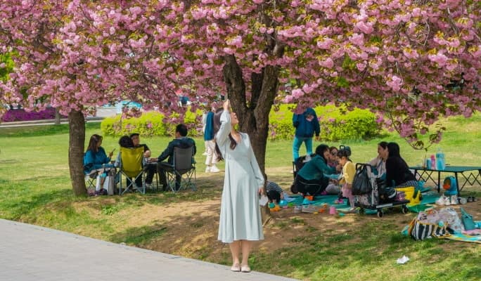 Spring Special: Seoul King Cherry Blossom Spots 1 Day Tour (Apr 14~24) - main view
