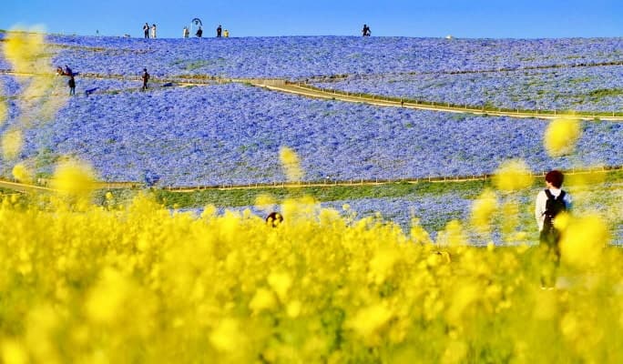 Spring Special: Ibaraki Hitachi Seaside Park + Ushiku Daibutsu + Mentai Park 1-Day Tour from Tokyo (Apr 14~May 14) - main view