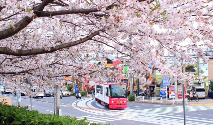 Spring Special: Showa Kinen Park + Rikugien Gardens + Asukayama Park 1 Day Tour from Tokyo (Mar 21~Apr 9) - main view