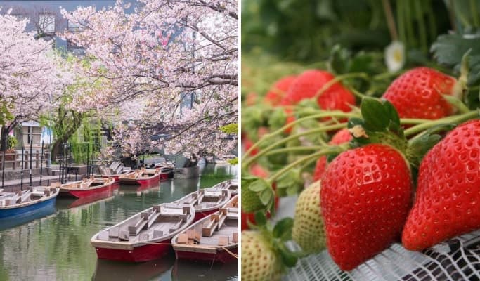 Spring Special: Kyushu Yanagawa River Boat Ride + Strawberry Picking + Saga Castle Ruins 1 Day Tour from Fukuoka (Jan 7~Apr 30) - main view