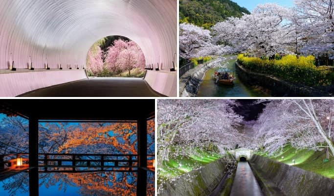 Spring Special: Miho Museum & Mii-dera Temple & Lake Biwa Night Cherry Blossom Tour from Osaka/Kyoto (Mar 25~Apr 15) - main view