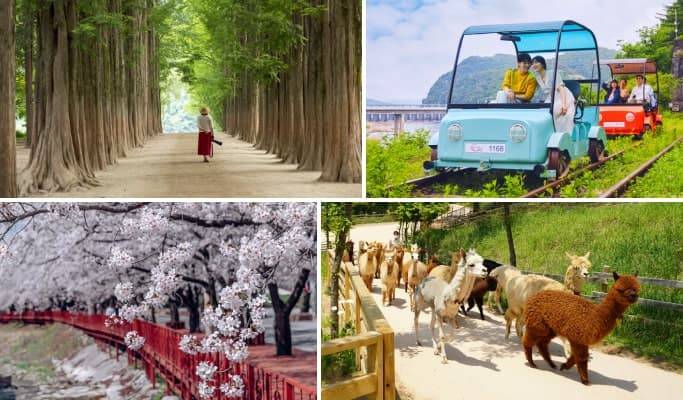 Spring Special: Nami Island + Eden Cherry Blossom (+ Gangchon Rail Bike/ Alpaca World) 1 Day Tour - from Seoul (Apr 1~30) - main view
