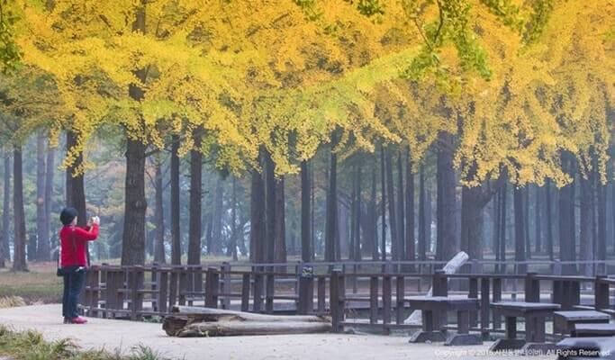 Gapyeong Private Tour From Seoul (+Nami Island) - main view