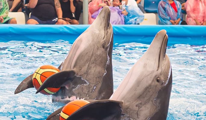 Pattaya Dolphinarium Discount Ticket (+ Swim with Dolphins) - main view