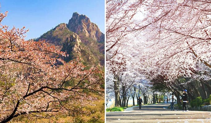 Spring Special: Seoraksan National Park + Lake Cherry Blossom 1 Day Tour - from Seoul (Apr 8~11) - main view