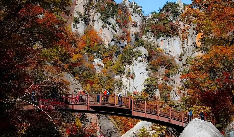Seoraksan National Park (+ Autumn Flower Festival/ Spring Cherry Blossom Lakeside) 1 Day Tour - from Seoul