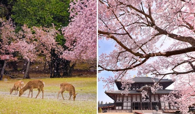 Spring Special: Nara Park & Mount Yoshino Cherry Blossom Tour from Osaka (Mar 25~Apr 15) - main view