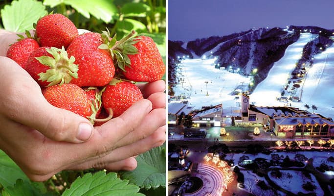 Vivaldi Park Ski Resort: 2D1N/3D2N Package with Snowy Land & Strawberry Picking - main view