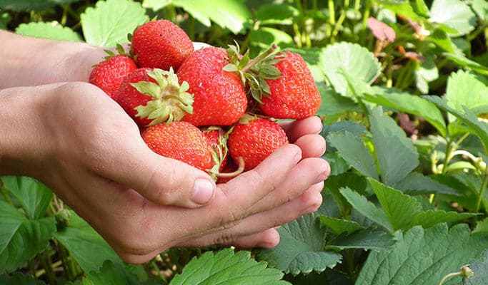 Strawberry Picking & Ski/Snowboard/Snowy Land Tour from Vivaldi Park Ski Resort - main view