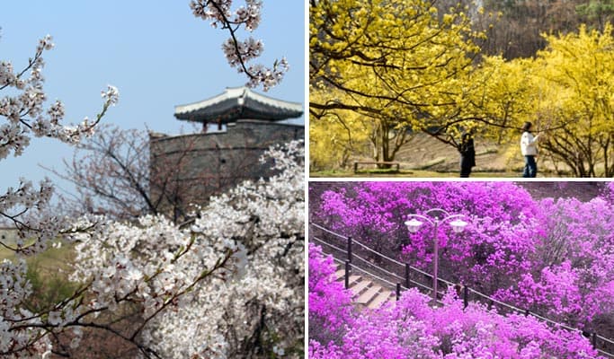 Spring Special: Suwon Hwaseong & Icheon Sansuyu Festival/Wonmisan Azalea Festival 1 Day Tour  - from Seoul (Mar 18~Apr 10) - main view