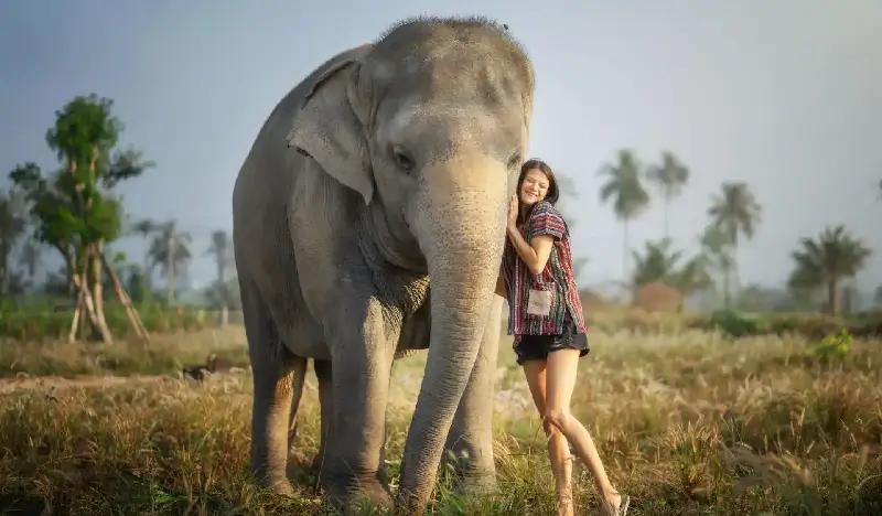 Pattaya Elephant Jungle Sanctuary Visit (Morning/Afternoon) (+ Hotel Transfer) - main view
