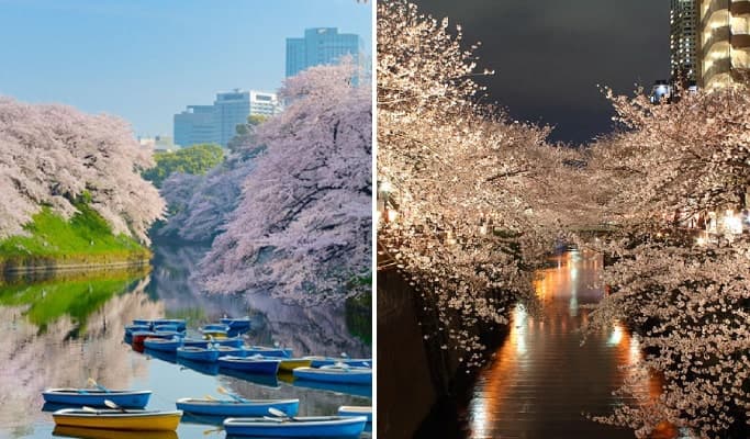 Spring Special: Tokyo Afternoon & Night Cherry Blossom Tour (Mar 25~Apr 15) - main view