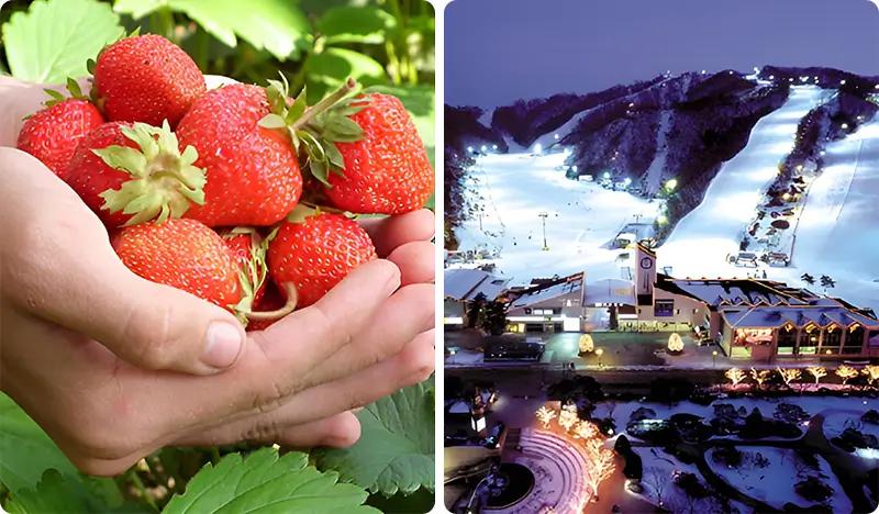 Vivaldi Park Ski Resort: 2D1N/3D2N Package with Snowy Land & Strawberry Picking - main view